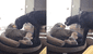 Perro ve que su amo se apoderó de su cama y hace lo impensado para echarlo [VIDEO] 