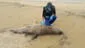 Lambayeque: 7 lobos marinos murieron en las últimas semanas en playa de Puerto Eten