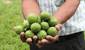 El limón: conoce sus variedades, características y usos