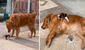 Perros encuentran a gato abandonado en la calle y ‘piden’ a su dueño que lo lleve a casa 