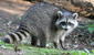 ¿Qué significa soñar con mapaches?: descubre todas las interpretaciones