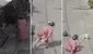 ¿Dulce venganza? Gato hace caer al piso a mujer que le arrojó agua: “La venganza del michi"