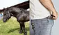 ¿Qué animal tiene el pene más grande del mundo y qué puesto ocupa el humano?