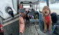 Bus exclusivo para perros sorprende a miles en TikTok: "Parecen compañeros de colegio"