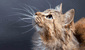 ¿Por qué nunca debes cortar los bigotes de tu gato? Conoce la verdadera razón