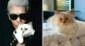 Conoce más sobre Choupette, la gata de Karl Lagerfeld que acompañó al diseñador en sus últimos años de vida