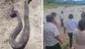 Lambayeque: serpiente de más de 2 metros merodea entre viviendas y asusta a pobladores