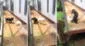 Conejo ‘ataca' a perrito y crean una bochornosa escena en redes: “¿Quién va a morder a quién?”