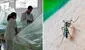 Dengue en Perú: ya son más de 69.000 casos y 73 personas fallecidas