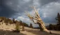 El misterioso árbol más antiguo del mundo y sus secretos para seguir vivo tras 4.600 años