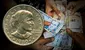 ¿Cómo saber si puedo vender mi moneda de 1 dólar por más de S/42.000?