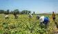 Sector agropecuario crecería solo 0,4% en 2023
