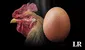 Científicos responden, por fin, a la pregunta: "¿Qué fue primero, el huevo o la gallina?"