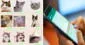 ¿Se borraron tus stickers de WhatsApp y no sabes qué hacer? Te enseñamos cómo recuperarlos