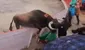 Asustado toro salta por encima del ruedo en Cajamarca y genera pánico en el público