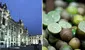 Informe revela que Palacio de Gobierno habría gastado miles de soles en limones de alta calidad