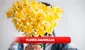 Flores amarillas: ¿qué significa y por qué se regalan en septiembre?