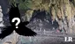 La Cueva de las Lechuzas no tiene a esta ave: ¿qué raro animal habita la atracción turística?