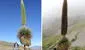 Los bosques de puya Raimondi en La Libertad: ¿dónde se ubican y cómo llegar?