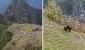 Osa de anteojos y su osezno sorprenden al dejarse ver paseando en Machu Picchu: "Son Koda y Kenai"