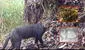 Tres nuevas especies habitan las profundidades de Machupicchu: ¿cuáles son y qué se sabe de ellas?