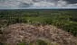 ¿Por qué la modificación de la ley forestal es una grave amenaza para la función de los bosques en la Amazonía?