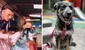 'Rigo': la conmovedora historia de Dualipa, la perrita rescatada que actúa como Mijito en la serie