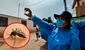 Más de 10.000 contagios por dengue en Lima en lo que va del 2024: Comas y SJL lideran la lista