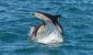 Delfín que nada en las costas de Perú está en peligro por la pesca artesanal
