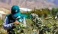 Perú se encamina a ocupar el octavo puesto como exportador mundial de fruta este 2024, según Mincetur