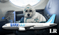 La primera aerolínea para perros y pasajeros ya está disponible en EE. UU.: viajarán en cabinas y no en jaulas