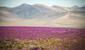 El desierto más seco del mundo está en Sudamérica y un raro fenómeno lo está cubriendo de flores