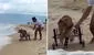 Perro que no puede caminar tiene su primer encuentro con el mar: la emotiva reacción es viral