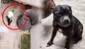 Maltrato animal en Surco: sujeto es grabado por vecinos agrediendo y golpeado a sus perros