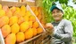 ¿El precio del mango seguirá bajando tras caer a S/0,20 el kilo? Esto dice el Midagri sobre lo que pasará con la fruta en los próximos meses