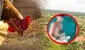 Loreto: adolescente roba gallina y lo esconde en sus partes íntimas para no ser descubierto