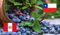El 'oro azul', la fruta que consolida al Perú como el primer exportador mundial de arándanos y desplaza a Chile