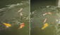 Ratitas 'nadadoras' compiten por alimento con peces en laguna: “Nadie se libra de la competencia”