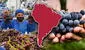 El país de Sudamérica que se consolida como el mayor exportador de uva del mundo: Estados Unidos su principal comprador