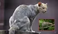 Un felino depredador que se pensaba extinto reaparece en su hábitat natural después de 40 años