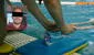 Instructor de natación es detenido por la policía de Jalisco tras abusar de 4 menores en Zapopan