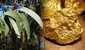 Científicos descubrieron que un árbol muy común en el mundo extrae el oro del suelo hasta las hojas