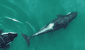 Científicos graban por primera a un grupo de orcas usando una herramienta para sus rutinas de belleza