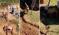 Perrito que 'trabaja' como ayudante en construcción causa ternura en redes: "Súbanle el sueldo"