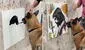 ¡No es IA! Perrito causa furor en redes tras 'pintar' a Jesucristo y la Virgen María: "Firulais Picasso"