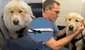 Piloto de aerolínea en EE. UU. desvió su vuelo con más de 180 pasajeros para salvar a un perrito y conmueve en redes: "Toda vida importa"