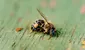 Los productos químicos para la agricultura están acabando con las abejas, según científicos