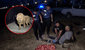 Un león escapó de un zoológico en Turquía, atacó a un granjero y este lo venció con sus propias manos: “Lo asfixié”