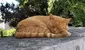 Científicos descubren que la mayoría de los gatos duermen del lado izquierdo para reaccionar ante una amenaza