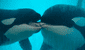 Biólogos graban a unas orcas salvajes dándose un largo “beso a la francesa” durante casi 2 minutos